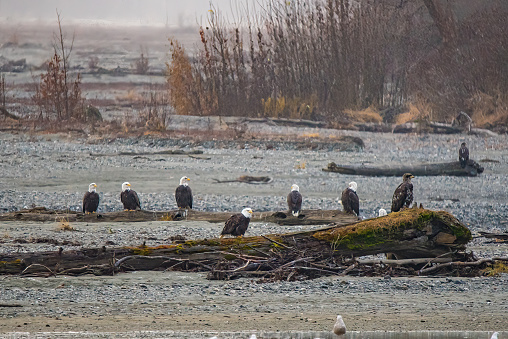 Large group of Bald Eagles perched on old logs in river bed. The rightmost eagle is a juvenile. This is near Haines, Alaska in western United States of America (USA)