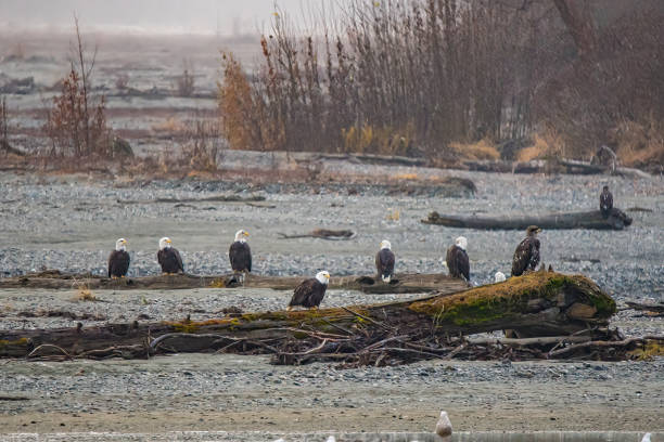 nine bald eagles perched on old logs in river bed - haines imagens e fotografias de stock