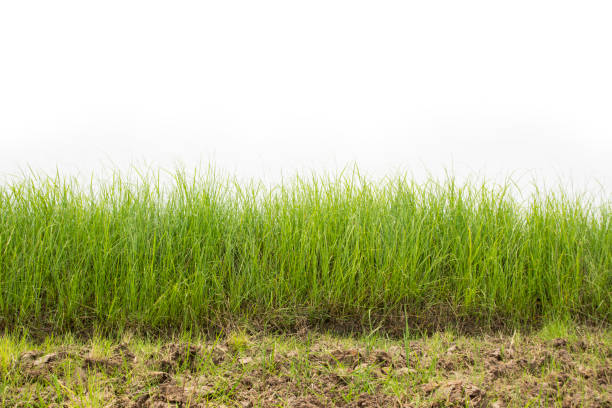 grass was born in the fields.  Isolated on a white background