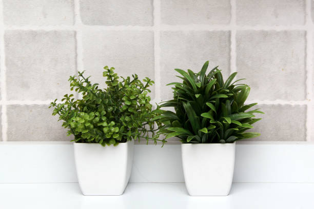 istock White pots with green plants on a white background with gray squares as a minimalist desktop or kitchen background 1393719965