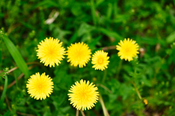High angle view of dandelions with shallow depth of field.