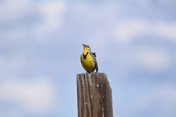 istock The western meadowlark - Sturnella neglecta 1393724312