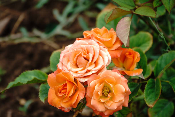 istock Yellow-red rose on a green blurred background. 1393724489