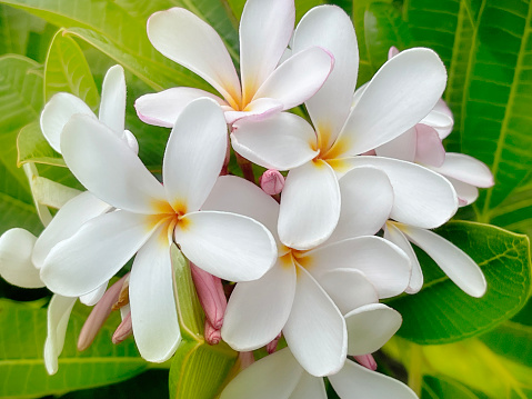 Tropical frangipani flower