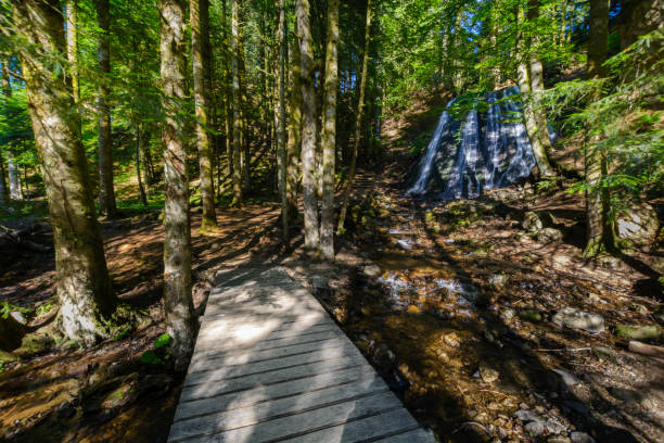 Rossignolet waterfall in forest in Auvergne Rossignolet waterfall in forest in Auvergne in France orcival stock pictures, royalty-free photos & images