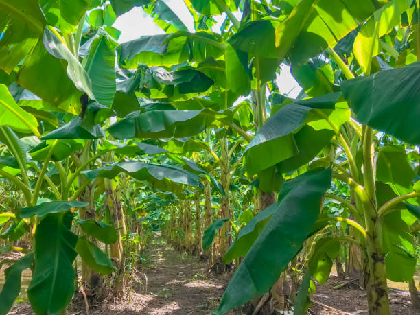 istock farmer banana plantation 1393728968