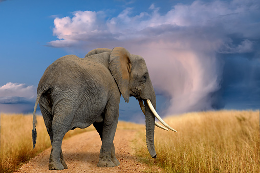 Adult elephants walk on the savannah under the stormy sky. National park of Kenya, Africa
