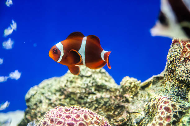 istock Cartoon fish in aquarium 1393731971