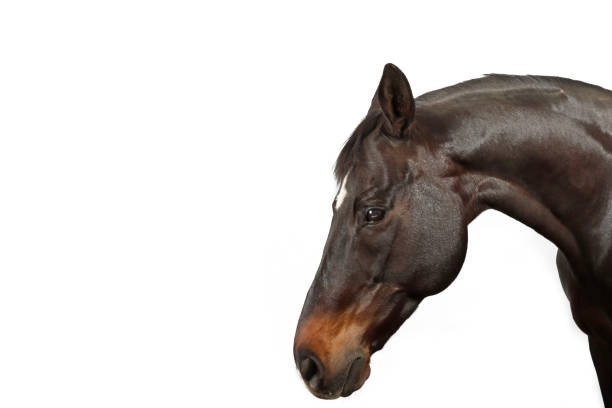 horse portrait isolated on white on studio