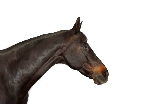 istock portrait of horse 1393732080