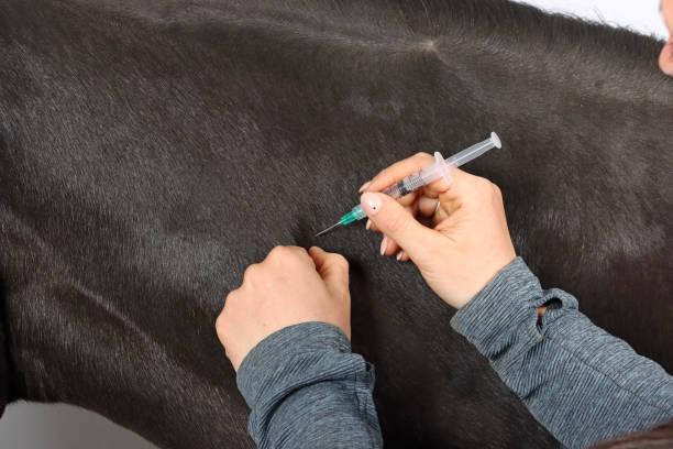 injection vet injection into the neck of a sick horse vet treating horse stock pictures, royalty-free photos & images