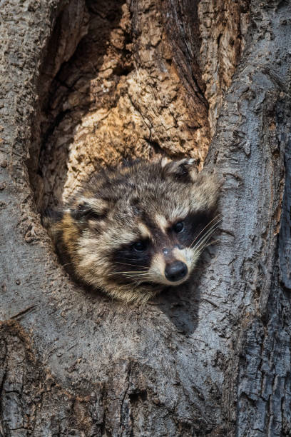 istock Raccoon Looking out from Cavity 1393732237