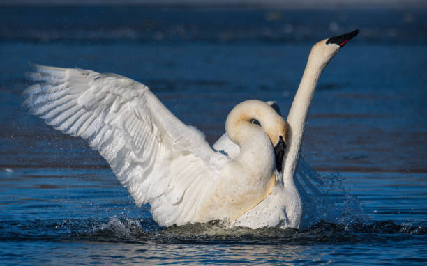 istock pair of swans mating 1393732295