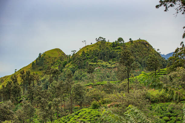 Vacation in Ella, Sri Lanka stock photo