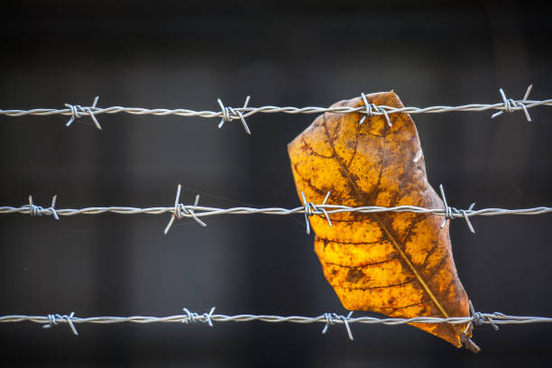 a close-up of a chicken wire fence, its metallic mesh standing out against the soft, blurred backdrop of a concrete wall