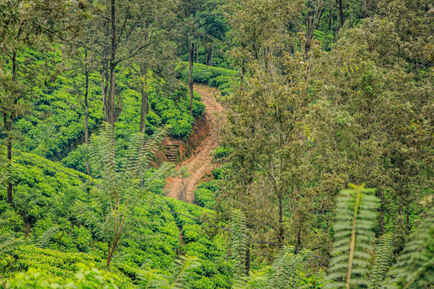 Vacation in Ella, Sri Lanka stock photo