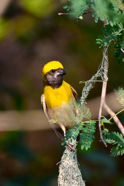 istock Birds are building nests 1393735184