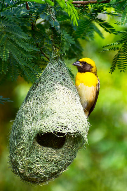 760+ Baya Weaver Bird Nest Stock Photos, Pictures & Royalty-Free Images -  iStock