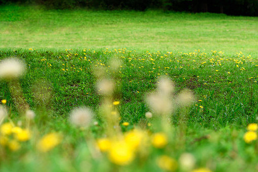 Green meadow in springtime with blooming dandelions with shallow depth of field.