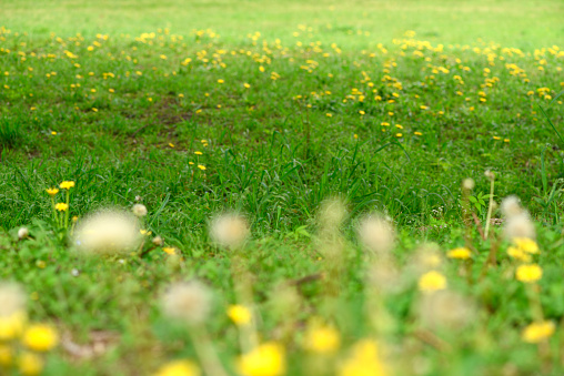 Green meadow in springtime with blooming dandelions with shallow depth of field.