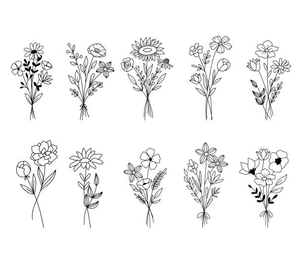 set vektorskizze illustration der linie blumenstraus. - herb chamomile flower arrangement flower stock-grafiken, -clipart, -cartoons und -symbole