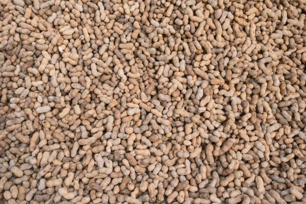 fond d’arachides non pelées dans la coquille. vue de dessus des noix éparpillées. - peanut legume textured effect fat photos et images de collection