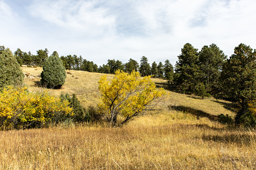 A meadow in the mountains is full of yellow grass and trees
