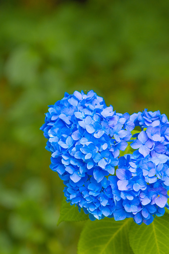I took a pic of hydrangea in Japan