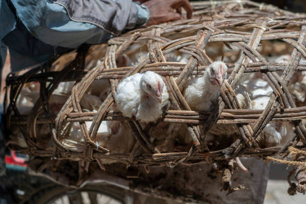 White hens in a straw cage are sold at the food market in Stone Town on the island of Zanzibar island, Tanzania, Africa, close up stock photo