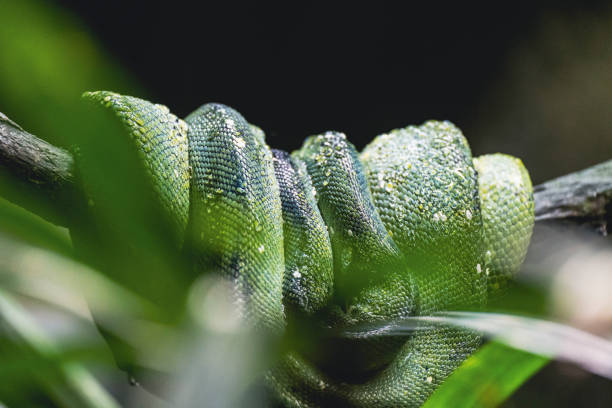 istock Snake resting in the tropical green rainforest 1393739625