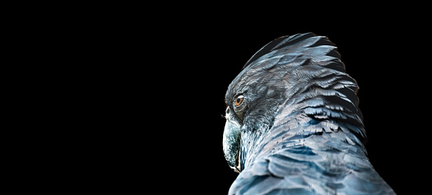 A black parrot face seen close up from behind on black background.