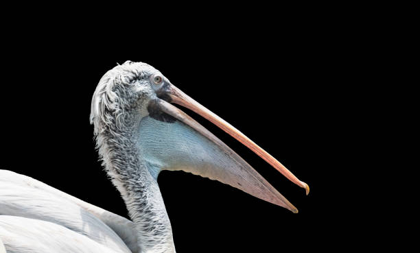 istock Stork bird close-up of face 1393739652