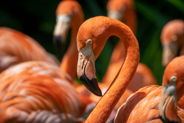 istock Pink Flamingos 1393739758