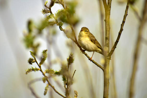 ナイチンゲールの鳥は枝に座って歌います。 - garden warbler ストックフォトと画像