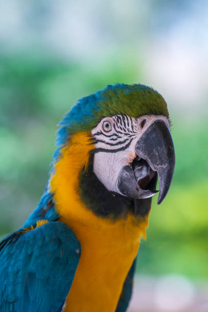istock Blue and yellow macaw parrot bird in nature 1393739830