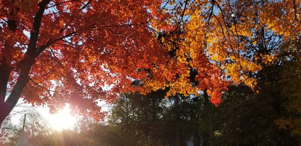 istock Sun Through Autumn Leaves 1393740624