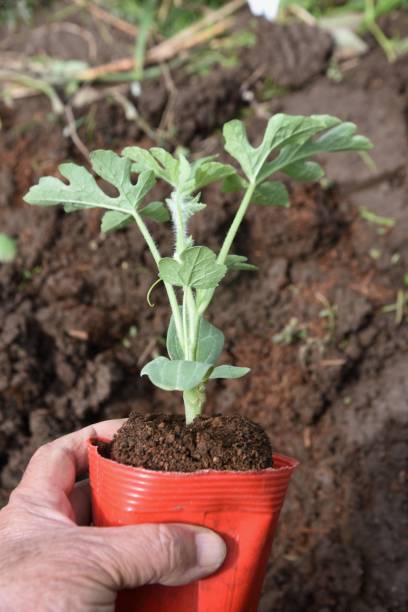 istock Watermelon planting in the vegetable garden. 1393741379