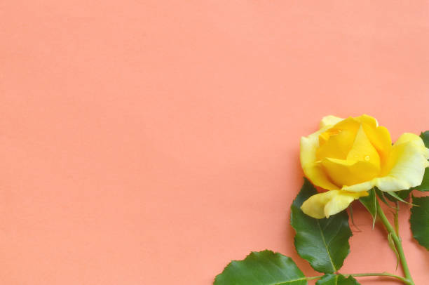 istock Yellow Rose on the Orange Background 1393742322