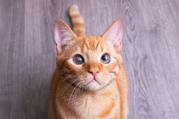 istock Red cat close up portrait, top view 1393742514
