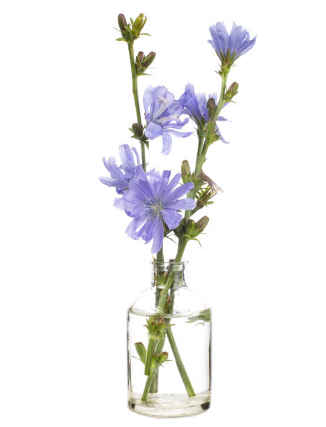 istock Cichorium in a glass vessel on a white background 1393742673