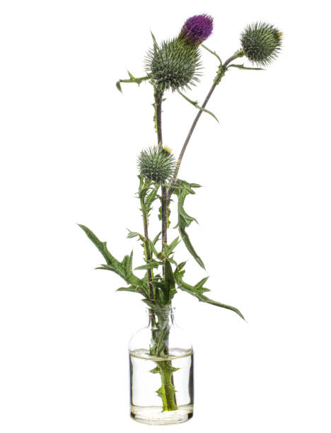 istock Onopordum acanthium (cotton thistle or Scottish) thistle) in a glass vessel on a white background 1393742684