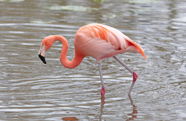 istock Pink flamingo in water 1393742688
