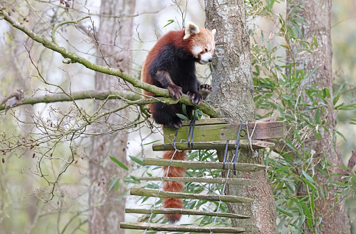 Firefox, the Red Panda (Ailurus fulgens) sitting