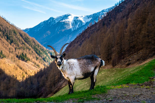 istock A goat, billy goat in the mountains 1393742709