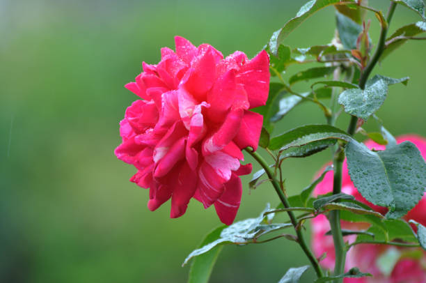 istock Roses bloom in the garden. 1393745260