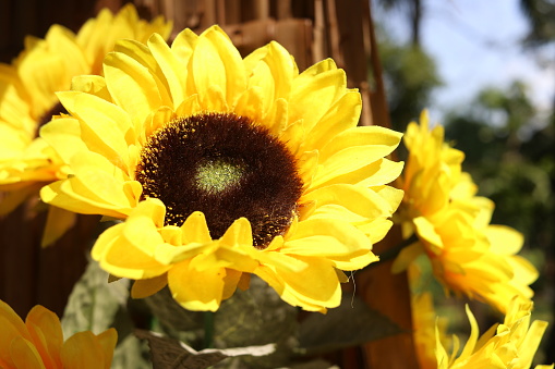 Artificial bright yellow sunflower blooming and sunlight.