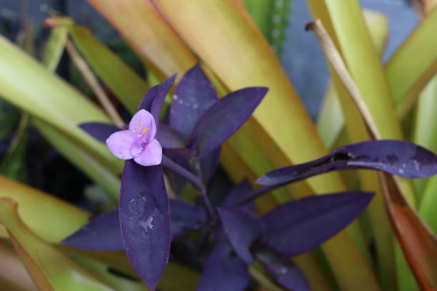 istock Purple Heart flower and leaves. 1393746267