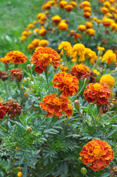 Blossom bushes marigold (tagetes) On the flowerbed bushes bloom marigold (tagetes) - annual plant from the family of aster marigold stock pictures, royalty-free photos & images