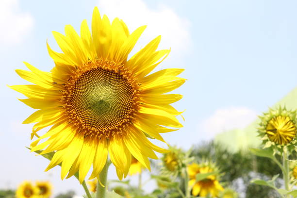 floraison du tournesol et ciel. - thai culture food ingredient set photos et images de collection