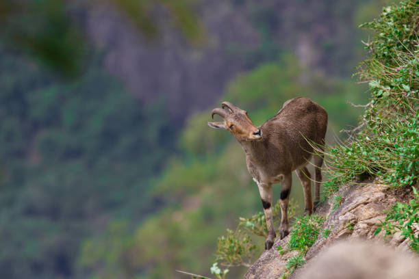 A nilgiri tahr shot right in the action